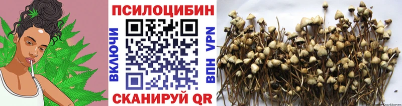 сайты даркнета как зайти  где найти наркотики  Ачхой-Мартан  Псилоцибиновые грибы мицелий 